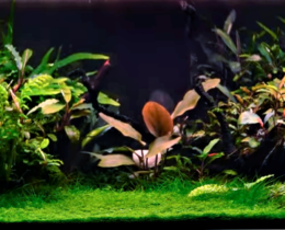 Оформление аквариума голландский «Травник»