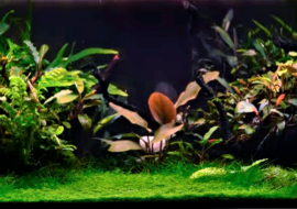 Оформление аквариума голландский «Травник»