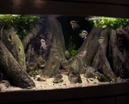 Объемный фон  в аквариуме