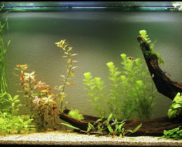 Рыбный аквариум с живыми растениями