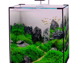 Нано-аквариум оформленный мхами