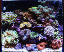 Морской нано аквариум с мягкими коралами