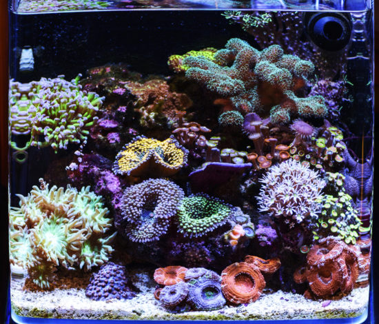 Морской нано аквариум с мягкими коралами