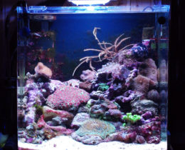 Морской «нано» аквариум 30 литров