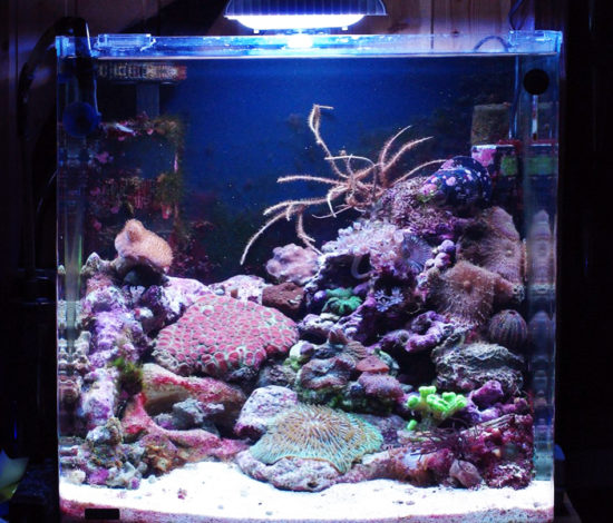 Морской «нано» аквариум 30 литров