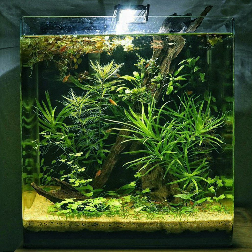 нано-аквариум Кубик