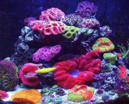 Кораллы в аквариуме 100 литров