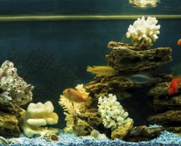 Оформление псевдоморе натуральный коралл, песчаник