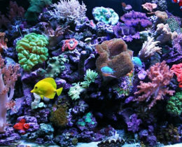 Морской аквариум на 350 литров