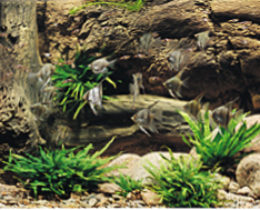 Объемный фон натуральные коряги, песчаник, живые растения