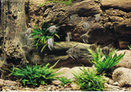 Объемный фон натуральные коряги, песчаник, живые растения