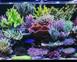 Кораллы в аквариуме 350 литров