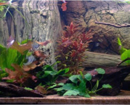 Оформление аквариума обьемным фоном и растениями