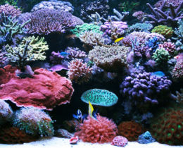 Аквариум смешанного типа кораллов