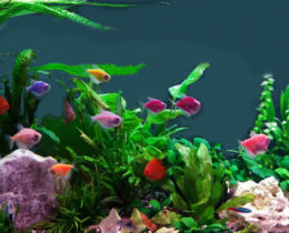 GloFish аквариум с растениями