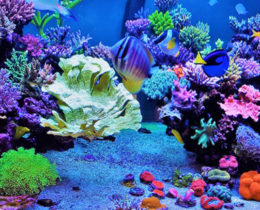 морской аквариум с мягкими кораллами