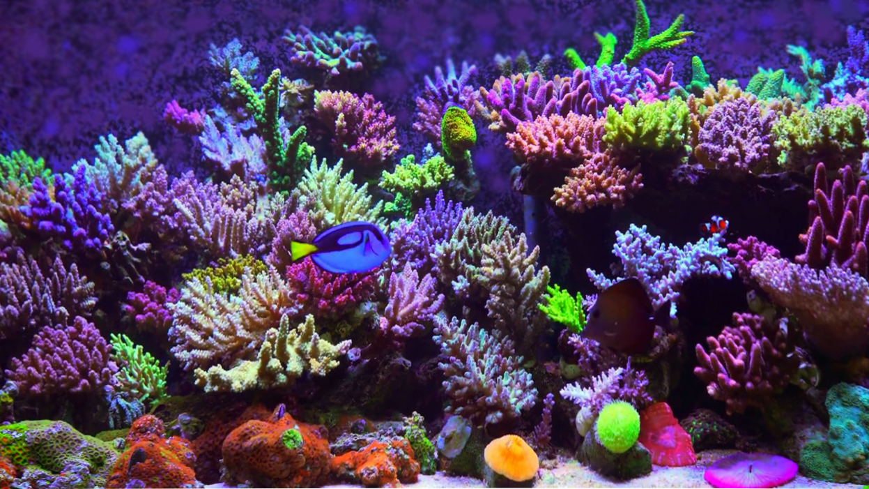 Морской аквариум с жесткими кораллами