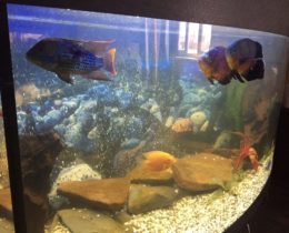 Пресноводный аквариум псевдорека с крупными Цихлидами