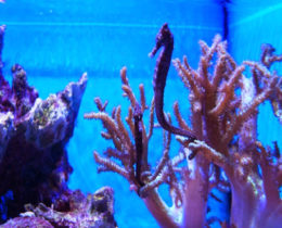 Морской конек с мягким кораллом
