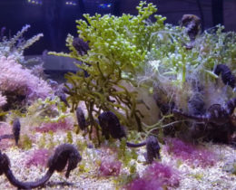 Морские коньки в аквариуме с растениями
