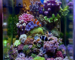 Мини аквариум «Морской»
