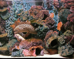 Морской аквариум с губками и монтипорами