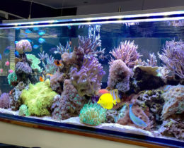 Аквариум в офисе 700 литров «мягкий риф»